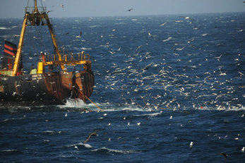 illegal fishing effects