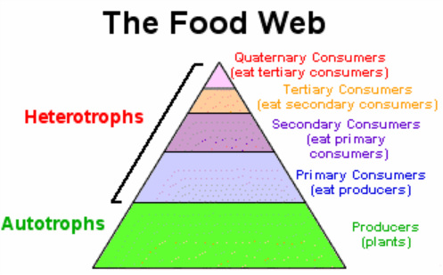 Веб сел. Primary Consumer. Food Chain Producer Primary Consumer. Autotrophs and heterotrophs. Primary Producers.